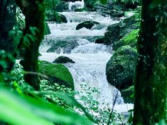 -天目山大树王景区