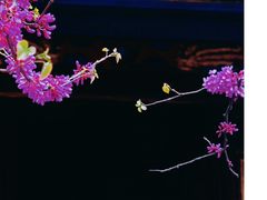 -西安市广仁寺
