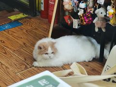 -志龙皇冠吃货椰子铺