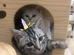 -袖虎·猫馆(体育西路店)