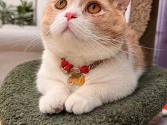 -Bastet sally猫舍购宠(静安店)