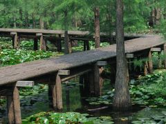 -池杉湖湿地公园