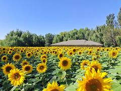 -长白岛森林公园