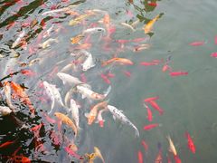 -苏苑饭店-中餐厅(长桥地区店)