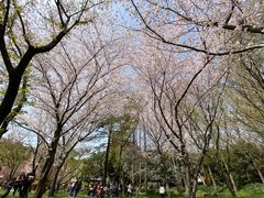 -苏州上方山国家森林公园