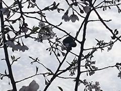 -南山植物园