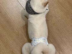 -南京Hallo宠物乐园·哈罗犬舍·柴犬繁育基地