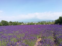 -富田农场