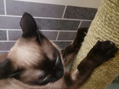 -猫和宫(六道口店)