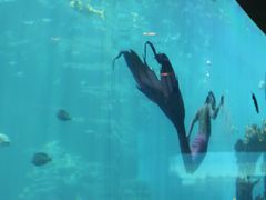 -海棠湾洲际-涛·海底餐厅·美人鱼·自助餐·海底隧道