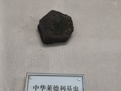 -辽宁古生物博物馆