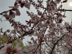 -桃花堤公园
