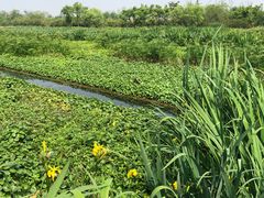 -白鹭湾湿地公园