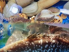 -四川小胡子海鲜(丁村万人海鲜广场店)