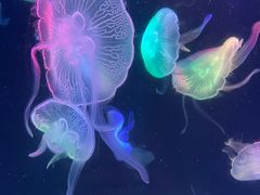 -海合安成都极地海洋公园