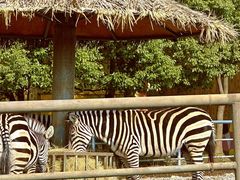 -常州淹城野生动物世界