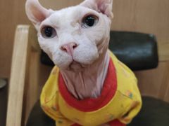 无毛猫猪皮-MOCHA明星猫咖(田子坊店)