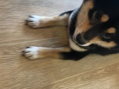 -南京Hallo宠物乐园·哈罗犬舍·柴犬繁育基地