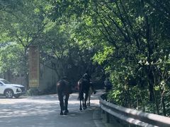 -铁山坪森林公园