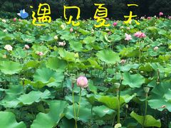 -黄兴公园