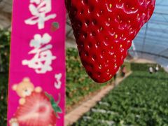 -大自然农场蔬菜草莓采摘园