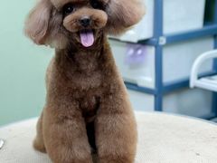 -鑫艺宠物美容培训学校