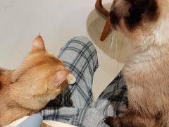 -藏猫猫咖啡主题馆(中央大道店)