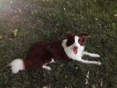 -美联众合动物医院(·中兽医·疑难杂症·严家桥分院)