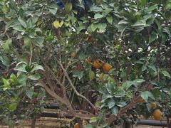 -南宫五洲植物乐园