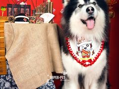 -超宠爱宠物摄影-Super pet