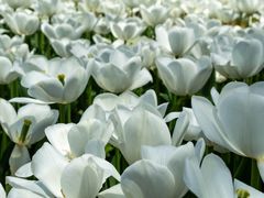 -玄武湖景区-情侣园游乐场