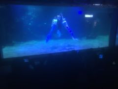 -石家庄海洋公园