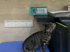 -瑞派天使宠物医院·神经外科·骨科·核磁(洛川中路店)