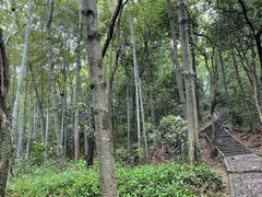 -上海佘山国家森林公园天马山园