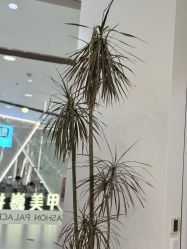 -FASHION PALACE hair+