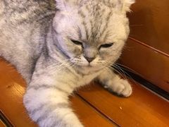 -李小姐の猫咖啡馆(五角场店)