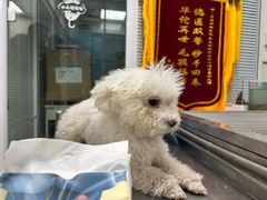 -瑞派·关忠动物医院·猫专科·犬专科(三环新城店)