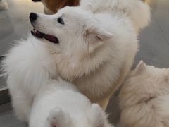 -共舞时光猫咖·狗咖(新街口店)