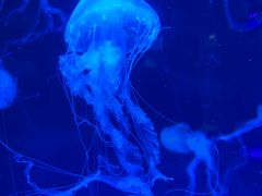 -秦皇岛新澳海底世界