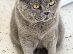 -柚子猫舍·精品猫舍购猫·猫咪认养·购宠·宠物店