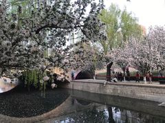 -海棠花溪(元大都城垣遗址公园)
