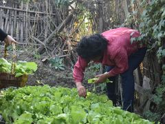 -樂桃源奉贤黄桃种植采摘基地