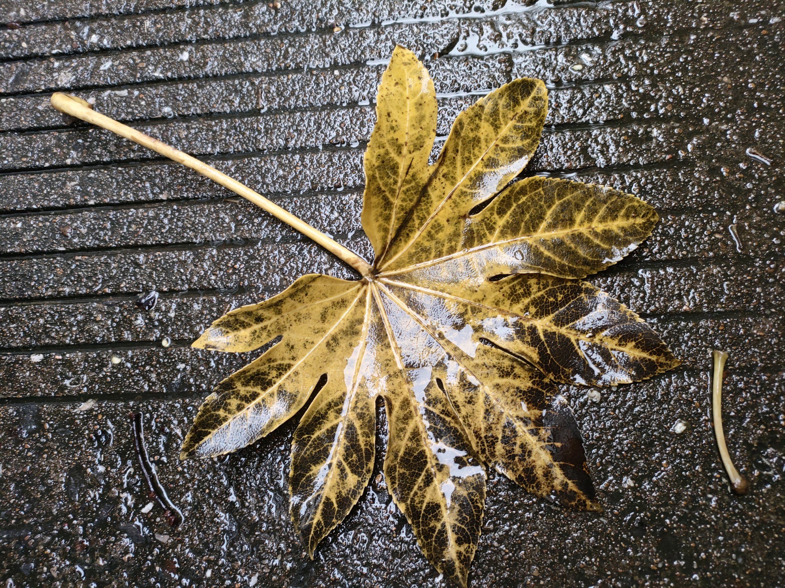 雨后的树叶图片