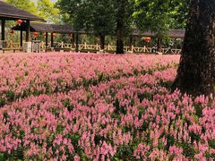 -广州市流溪河国家森林公园