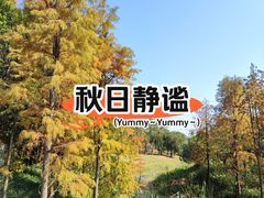 -王借岗森林公园