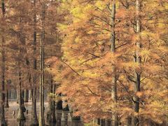 -白鹭湾湿地公园