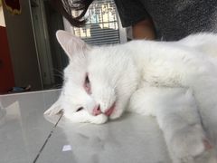 -瑞派福兴宠物医院犬猫全科·骨科·中西医结合(河东店)