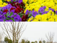 -南通鲜花小镇