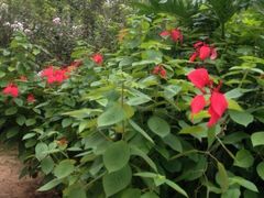 大沙河公园-大沙河公园