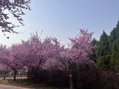 -郑州植物园
